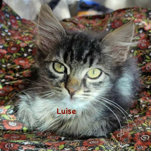 Bild des Tieres