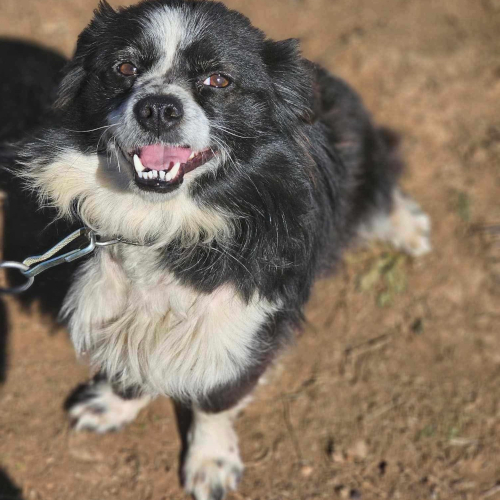 Hund links