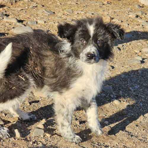 Hund links