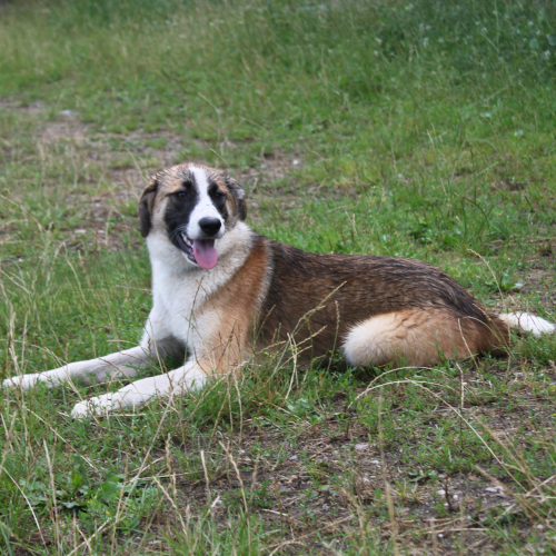 Hund links
