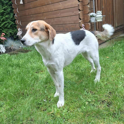 Hund links