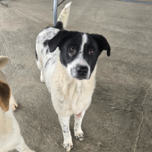 Hund rechts