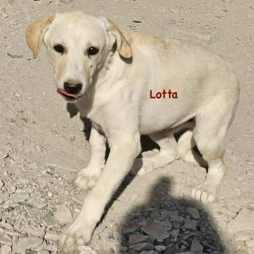 Hund links
