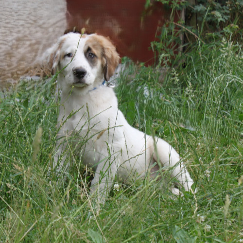Hund links