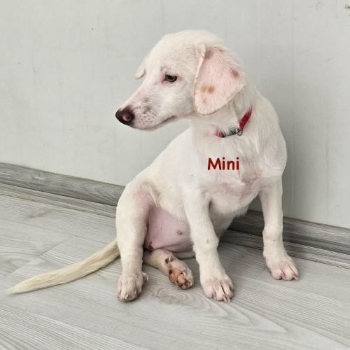 Hund links
