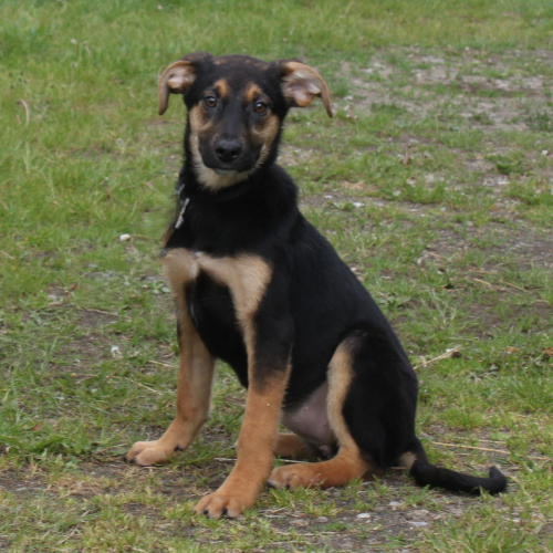 Hund links