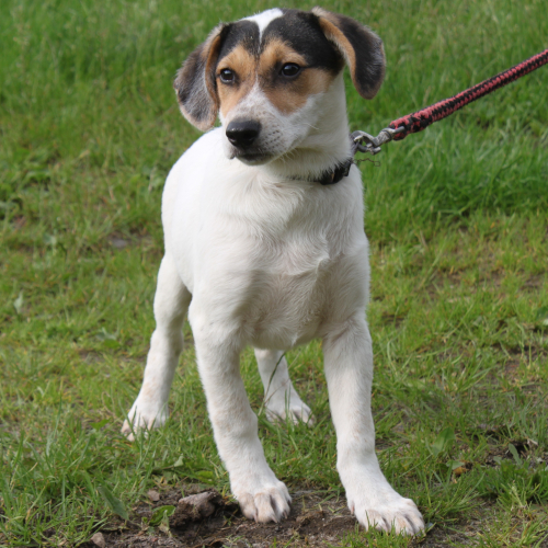 Hund links