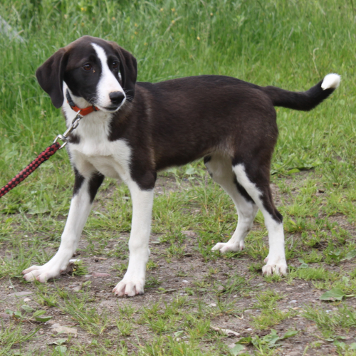 Hund rechts