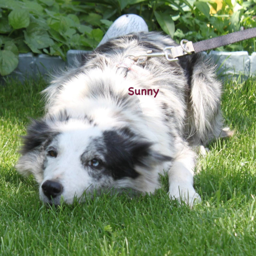 Hund rechts