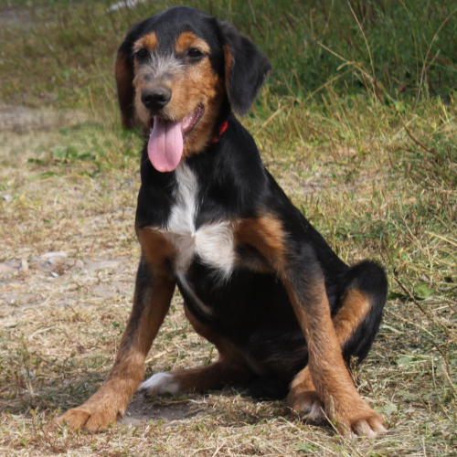 Hund links