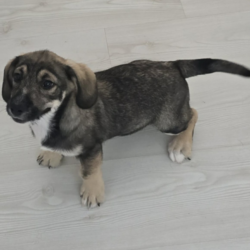 Hund links